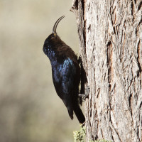 Common Scimitarbill